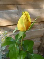 P1110031.webp