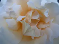 P1110593.webp