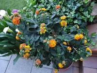 DSC01908.webp