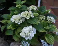 DSC01911.webp