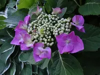 DSC01910.webp