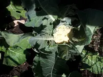 Blumenkohl.webp