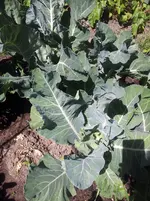 Blumenkohl (2).webp