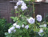 IMG_3010.webp