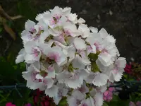DSCN3360.webp
