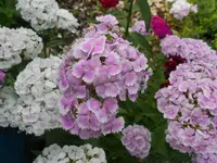 DSCN3362.webp
