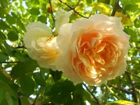 DSCN3364.webp