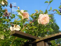 DSCN3367.webp