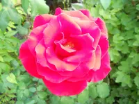 DSCN3369.webp
