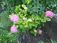 P1110761.webp