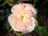 SAM_4469.webp