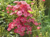 SAM_4468.webp