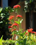 brennende Liebe_rot_700.webp