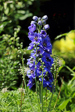 Rittersporn_blau_700.webp