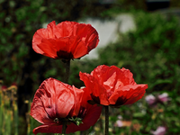 Staudenmohn_rot_640.webp