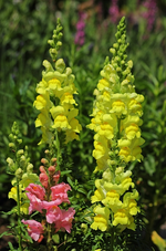 Löwenmäulchen_neongelb_rosa_600.webp