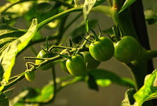 Rispentomate_grün_640.webp