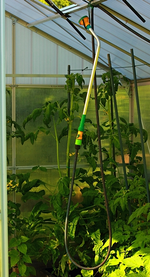 Gießvorrichtung GWH_Tomaten170 hoch_600.webp