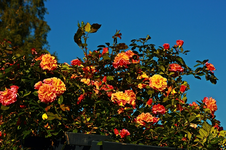 Aloha_orange_gelb_volle Blüte_13062014_700.webp