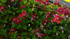 Purpurea Plea Elegans_pink_purple_13062014_700.webp