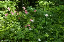 IMG_1143.webp