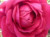 P1110014.webp