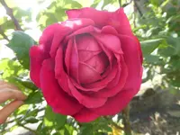 P1110013.webp