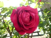P1110012.webp
