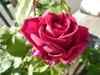 P1110011.webp