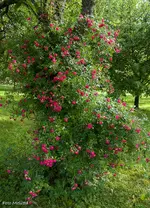 IMG_1130.webp