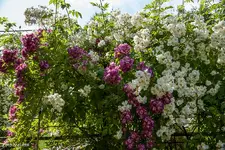 IMG_1158.webp