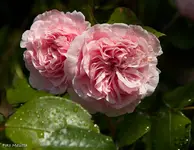 IMG_1165.webp