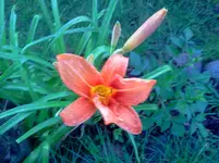 ´gtz 012.webp
