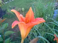 ´gtz 018.webp