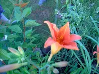 ´gtz 020.webp