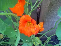 ´gtz 044.webp