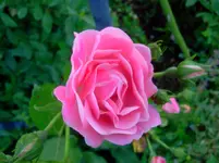 ´gtz 068.webp
