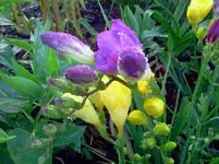 ´gtz 055.webp