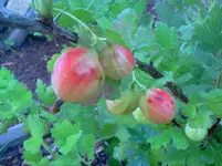 ´gtz 026.webp