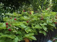 BILD2886.webp