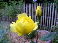 IMGP6685.webp