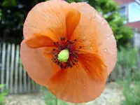 IMGP6684.webp