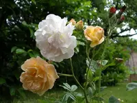 IMGP6681.webp