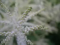 IMGP6674.webp