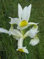 005_576x768.webp