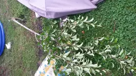 2014-06-10 07.30.09.webp