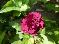 P1110387.webp