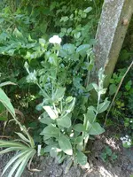 P1110402.webp