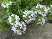 P1110813.webp