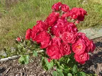 P1110464.webp